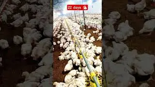 22 दिन में मुर्गे इतने||poultry farming business #sorts #chicks #poltryfarm #trending #vairal #farm