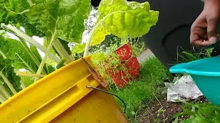 Filmed 9-15-2022. Doing a small harvest for #meatlessmondays