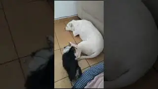 #dogmania Nhoque & Snow