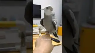 Skyler the Cockatiel's Delightful Cookie Song | A Burst of Joy #CockatielsCraze #cockatielscraze
