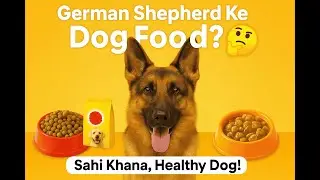 German Shepherd डॉग्स के लिए कौन-सा खाना हेल्दी है?