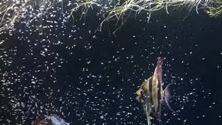 Altum rio atabapo