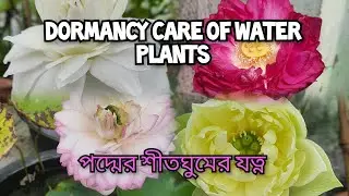 শীতের আগেই জেনে রাখুন পদ্ম গাছের সংরক্ষণ।।  Winter care for lotus and it's future #trending #lotus