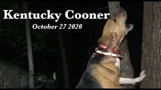 RACCOON HUNT (OCT-27-2020) KENTUCKY COONER