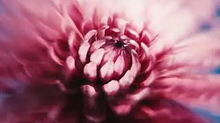 Blender Blooming Flowers Animation