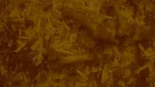 Dermestid Beetles Work At Cleaning Flesh From Carcass