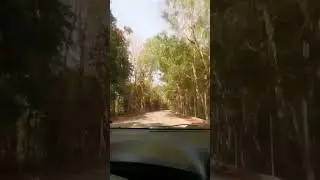 Driving in the woods #shorts #woods #drive #travel #explore #gasconation #HGTravels