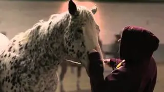 What is Equine Assisted Psychotherapy?