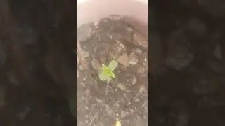 day 1 violent nanaz            #420blazeit #420sesh #grow #legalmarijuana