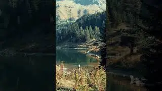 Relaxing Birdsong by a Peaceful Lake, Mountain & Forest 🌿🏞️🕊️ | Calming Ambience #relaxingsounds