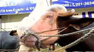 JDC Biggest Cow qurbani 2022