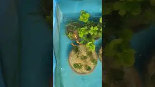 Fish pond #exoticaquariumfish #guppy #breeding #guppyfish #aquarium #shorts #viral #yosho