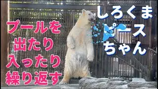 【しろくまピース】プールを出たり入ったり繰り返す❤️とべ動物園2025年12月7日