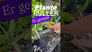 Spar tid, plads, og penge. Planteruller er geniale, og dine planter trives som aldrig f&oslash;r 🌱