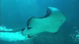 Beautiful stingray iPhone slow-mo