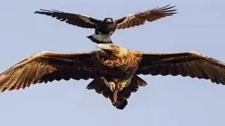 the bird that kills the eagle? #wildlife #eagleattack #eagles #naturedocumentary #birds #nature