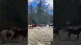 The Scariest Horse Ever! 👁️👅👁️