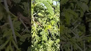 It's Acacia nilotica (Babool)🌿🌿🎋🎋🌳🌳 #nature #farming #trees #Babool #Acacia nilotica #greenery
