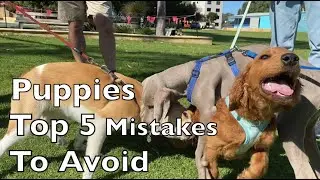 Puppies Top 5 Mistakes To Avoid