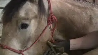 How to make your rope halter lead into a set of reins with Smokie Brannaman