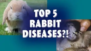 Top 5 Rabbit Diseases in 2020  from a Veterinarian!