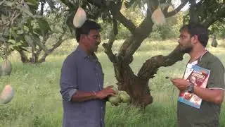 Jamun and Guava, Mango Farming ||Lemon farming ||integrated farming. @srinivaspura