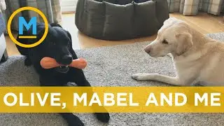 New book recounts the adventures of these internet-famous sporty dogs | Your Morning
