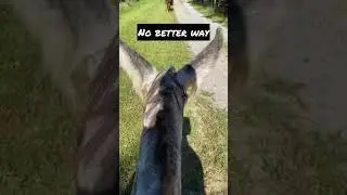 Why Ride a Donkey?