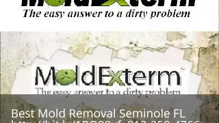 Expert Mold Remediation Seminole FL 813-358-4766