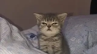 Memes That Make Me Scream [Meme compilation #3]
