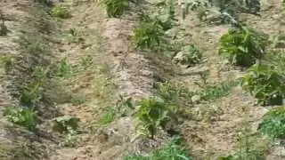 Coleus forskohlii Cultivation Central India