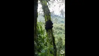 Ifatizo slides down from a tree