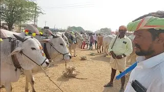 దేవరకద్ర సంతలో ఒకే వ్యాపారస్తుని దగ్గర మూడు జతల కోడెలు ఎద్దులు | Devarakadra Bull market 