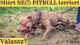 Miért NE(!) PITBULL-t?