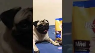 Pug Wants To Try New Dog Food