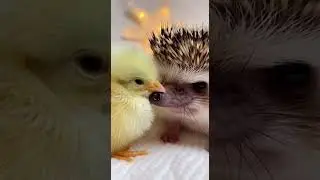 Little Chick Kisses Hedgehog Adorable Cuteness Overload #cute #animals #viral