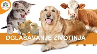 LATINICA: Oglašavanje životinja – razvoj govora i predčitalačkih veština kod dece