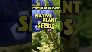 DOUBLE your garden size by harvesting native plant seeds now! Scatter them on bare soil in winter.