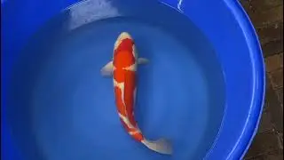 6a Koimasters Juni Juli 2023