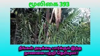 நாணல் | Naanal | Arundo Donax | பெரு நாணல் | எருவை | அலசல் | Alasal
