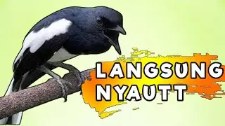 TERAPI KACER GACOR ISIAN PAGI HARI ATASI KACER MACET BUNYI LANGSUNG NYAUT BUKOR EMOZI