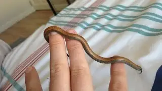 South African Slug Eater Snakes x 2