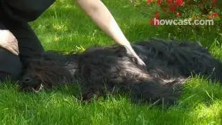 How to Teach Your Dog to Play Dead