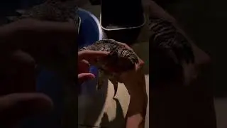 R&ugrave;a Aligator x Flo #turtle