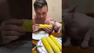 Why do cats love corn 🌽🥰🐱#cat #usa #funnycats #catlovers #pets #funnycats #usa