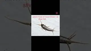 fossil insect#shortsfeed #entomology #education #insects #agriculture #@VirdiScience