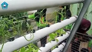 Urban Farming SDN Tandang 01