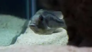 Female Red Empress Cichlid Holding