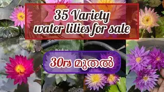 Water lilies for sale@Plantsofparadisee||WITH SUBTITLES||