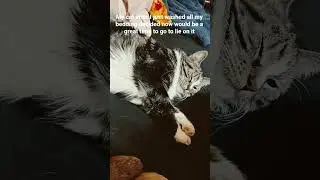 her little smile 🥰she new what she was doing #cat #catlaughs